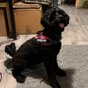 Dolly sitting attentively