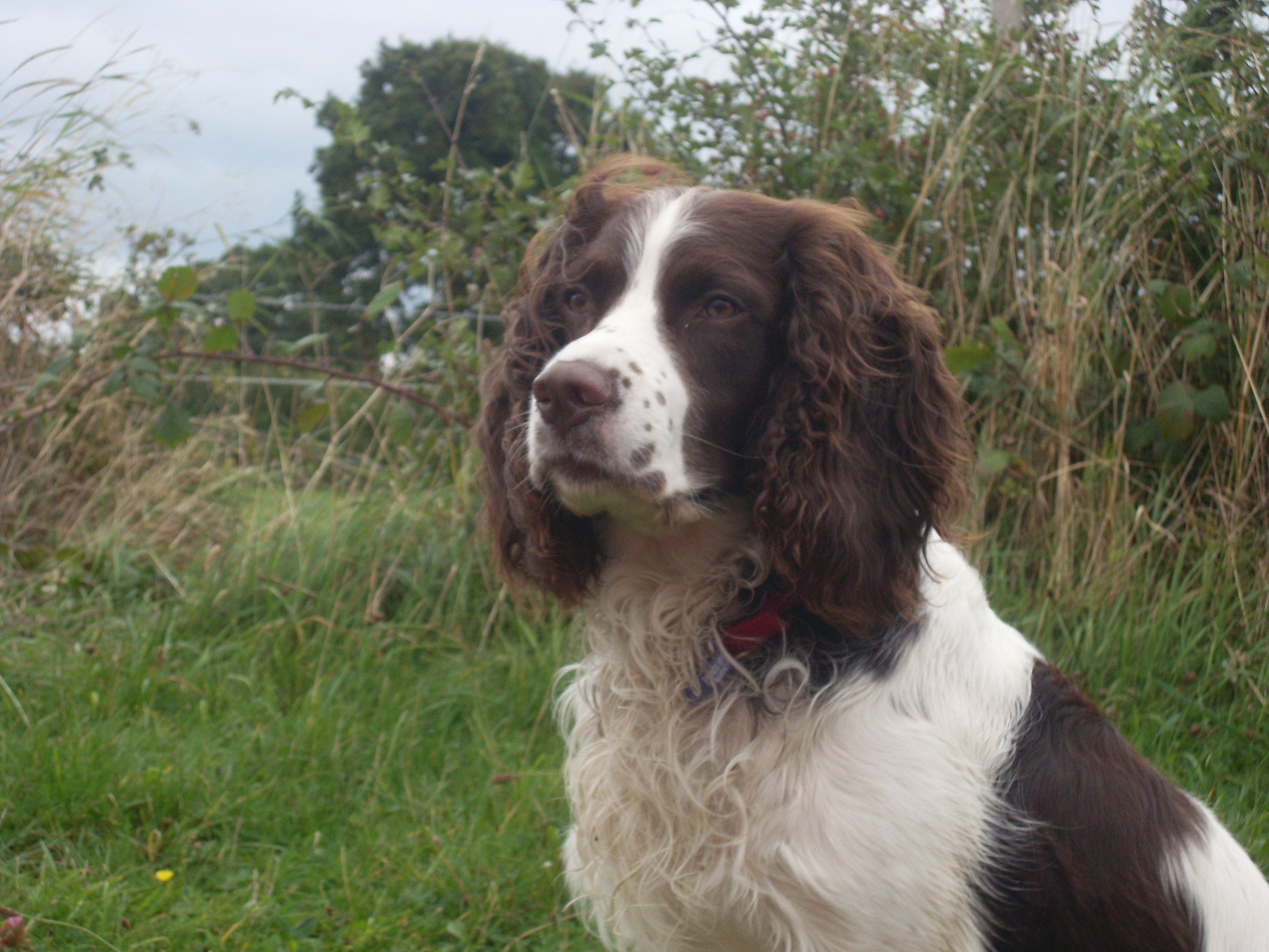 An English Springer Spaniel, the breed Callie Grams is named after
