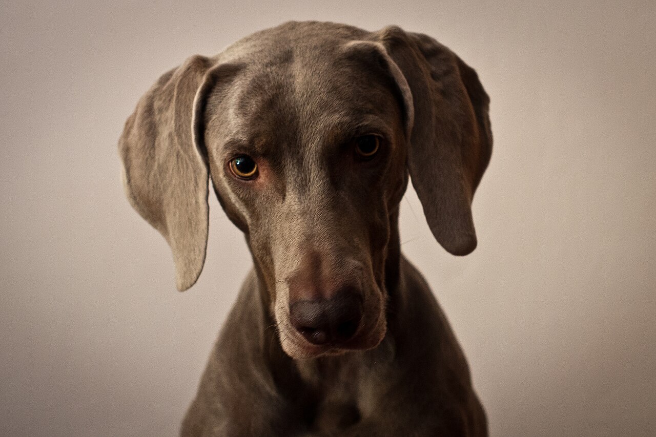 A Weimaraner looking straight at the camera with amber eyes, the breed Vector is named after
